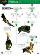 A guide to British bats (Identification Chart)