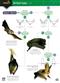 A guide to British bats (Identification Chart)