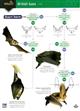 A guide to British bats (Identification Chart)