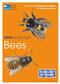 RSPB ID Spotlight - Bees