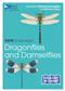 RSPB ID Spotlight - Dragonflies and Damselflies