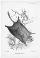 Dwarf scaly-tailed squirrel (Anomalurus pusillus)