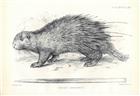Thick-spined porcupine (Hystrix crassispinis)