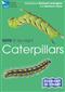RSPB ID Spotlight - Caterpillars