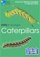 RSPB ID Spotlight - Caterpillars