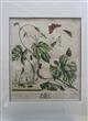 The Aurelian; A Natural History of English Moths and Butterflies. Plate I: The Comma