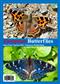 European Butterflies Issue 4. Spring 2021