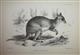 Macropus lugens (Wallaby) Plate