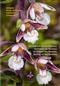 Orchideeën van de Benelux Veldgids / Orchids of Benelux Field Guide / Orchidées du Benelux Guide de Terrain / Orchideen des Benelux Feldführer