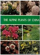 Alpine Plants of China
