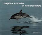 Dolphins & Whales in Pembrokeshire