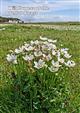 The Wildflowers of the Sefton Coast