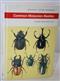 Common Malaysian Beetles