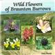 Wild Flowers of Braunton Burrows