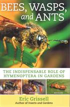 Bees, Wasps, and Ants: The Indispensable Role of Hymenoptera in Gardens