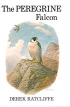 The Peregrine Falcon