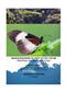 Biogeography of Kivu and Ituri (Republique Democratique du Congo). Acraeinae (Lepidoptera, Nymphalidae)