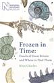 Frozen in Time: Fossils of Great Britain and Where to Find Them