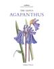 The Genus Agapanthus
