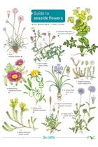 Guide to Seaside Flowers (Identification Chart)