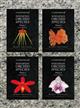A Compendium of Miniature Orchid Species Vol. 1-4