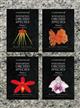 A Compendium of Miniature Orchid Species. Vol. 1-4