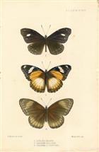 South Sea Islands Butterflies - colour plate