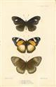 South Sea Islands Butterflies - colour plate