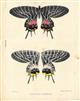 Bhutanitis lidderdali - colour plate