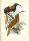 D'Albertis Bird of Paradise Drepanornis albertisi, showing the male and female - original colour print