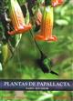 Plantas de Papallacta, Napo-Ecuador