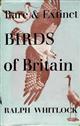 Rare and Extinct Birds of Britain