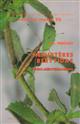 Hemipteres Berytidae euro-mediterraneens Faune de France 70