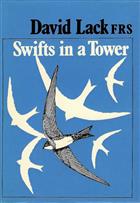 Swifts in a Tower