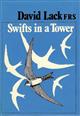 Swifts in a Tower