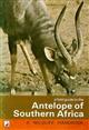 A Field Guide to the Antelope of Southern Africa