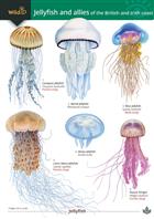 Jellyfish and Allies of the British and Irish Coast (Identification Chart)