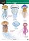 Jellyfish and Allies of the British and Irish Coast (Identification Chart)