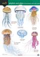Jellyfish and Allies of the British and Irish Coast (Identification Chart)