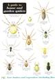 A Guide to House and Garden Spiders (Identification Chart)