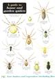 House and Garden Spiders (Identification Chart)