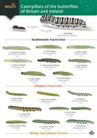 Caterpillars of the Butterflies of Britain and Ireland (Identification Chart)
