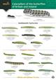 Caterpillars of the Butterflies of Britain and Ireland (Identification Chart)