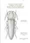 Revisione delle specie orientali (Giappone e Taiwan esclusi) del genere Melanotus Escholtz, 1829 (Coleoptera, Elateridae, Melanotinae)