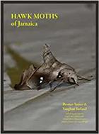 Hawk Moths of Jamaica