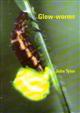 Glow-worms