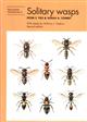 Solitary Wasps