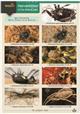 Harvestmen of the British Isles (Identification Chart)