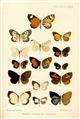 On some new and little-known Butterflies of the family Lycaenidae from the African, Australian, and Oriental Regions [and] On some New and Little-known Hesperiidae from Tropical West Africa [and] Descriptions of new Lycaenidae and Hesperiidae from Tropica