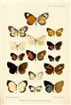On some new and little-known Butterflies of the family Lycaenidae from the African, Australian, and Oriental Regions [and] On some New and Little-known Hesperiidae from Tropical West Africa [and] Descriptions of new Lycaenidae and Hesperiidae from Tropical West Africa
